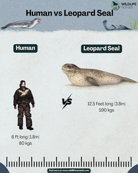 size comparison between humans and leopard seals