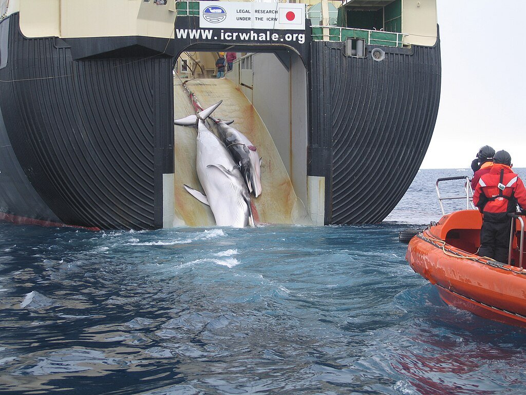 Japan_Factory_Ship_Nisshin_Maru capturing a whale and its calf