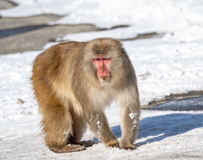 Japanese-Macaque-on-rock.webp Japanese macaque walking over snow in japan