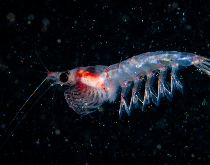 Krill.webp close up of krill with black background