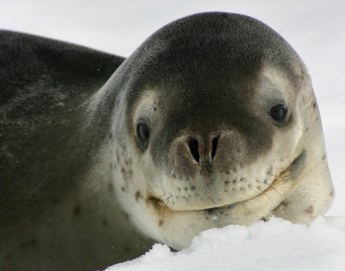 Happy leopard seal