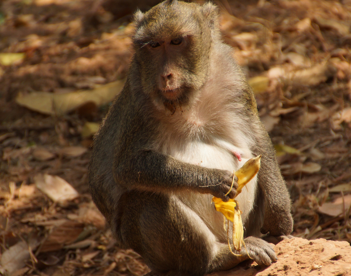 Long-tailed-Macaque-Macaca-fascicularis.webp long tailed macaque eating a banana