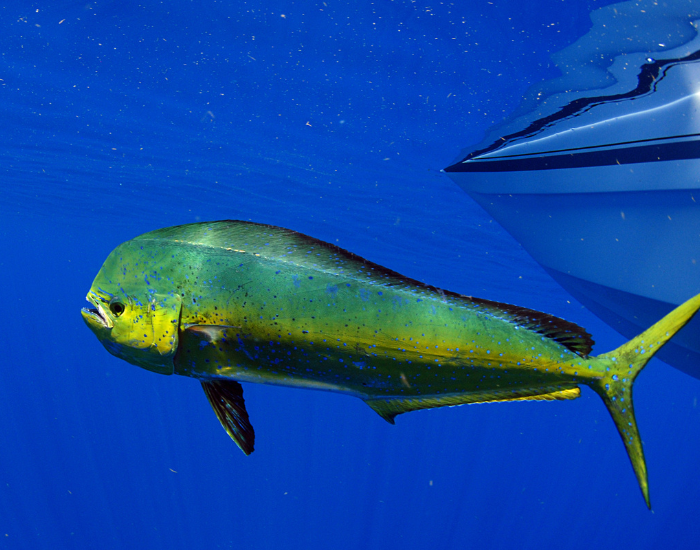 Mahi Mahi swimming near a boat