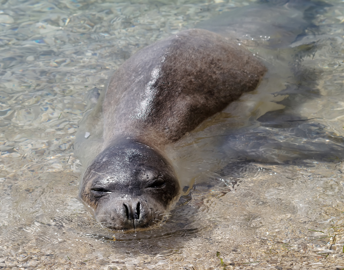 Mediterranean Monk Seal mediterranean monk seal laying over shallow water