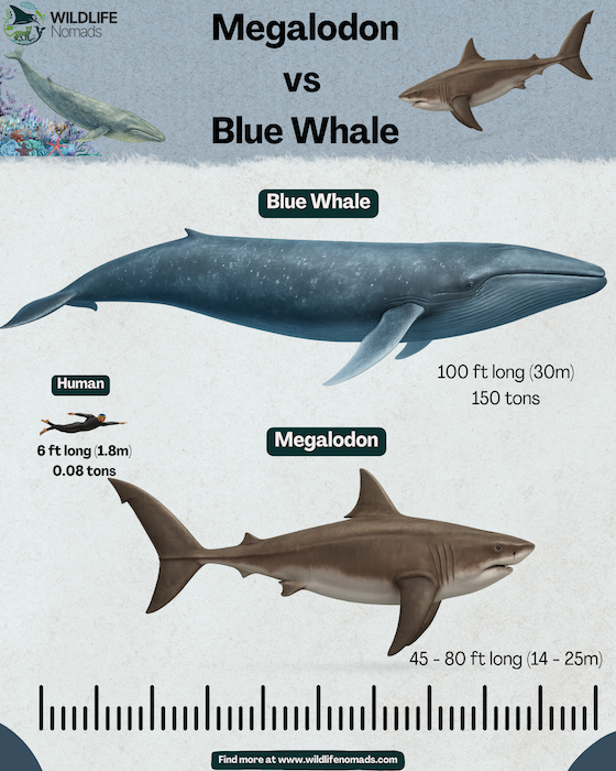 Megalodon-vs-Blue-Whale-infographic.webp a wildlife nomads infographic comparing the size of a blue whales vs a megalodon and a human