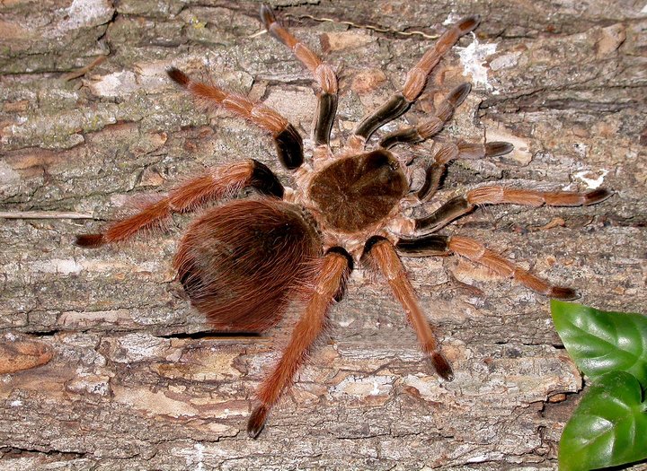 a Colombian Giant Redleg over a trunk