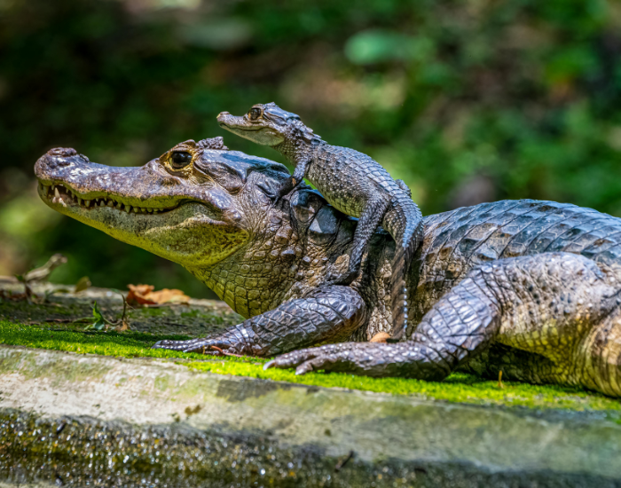 mom and baby caimans on top laying still