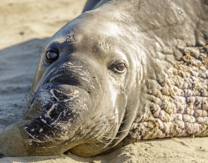portrait image of a northern elephant seal