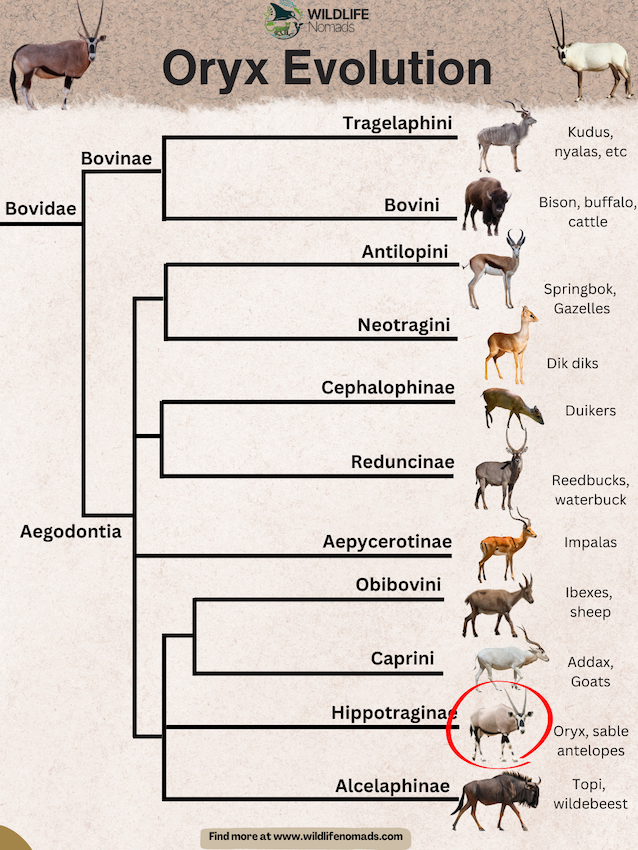 Oryx-Evolution.webp Oryx Evolution infographic