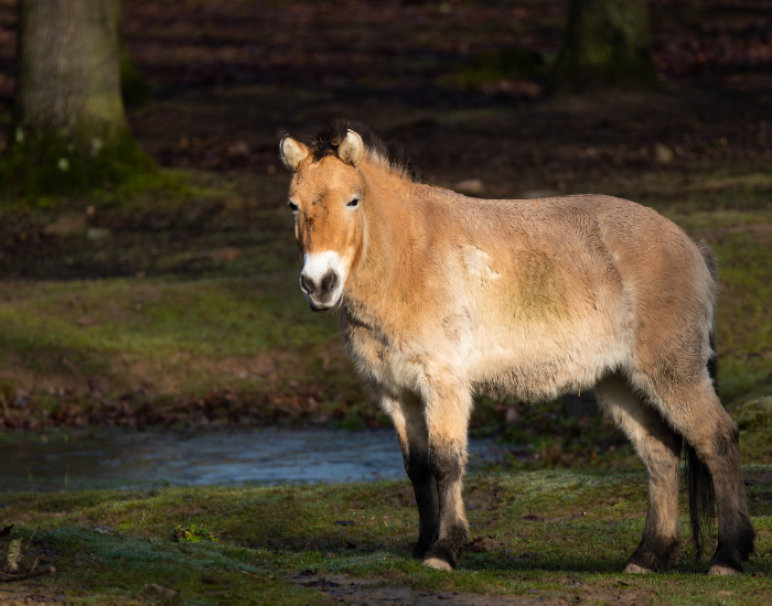 Przewalski's Horse next to a water hole