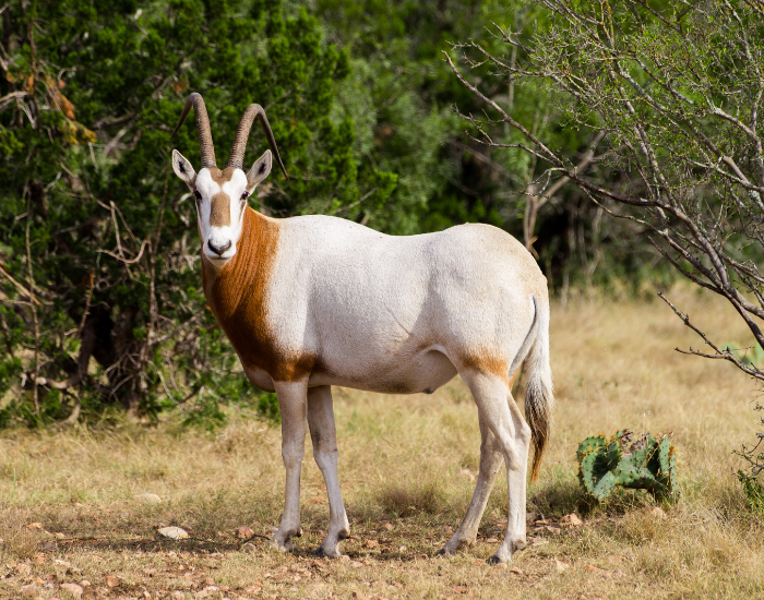Scimitar-Horned-Oryx-close-up-2.webp Scimitar Horned Oryx standing in the wild