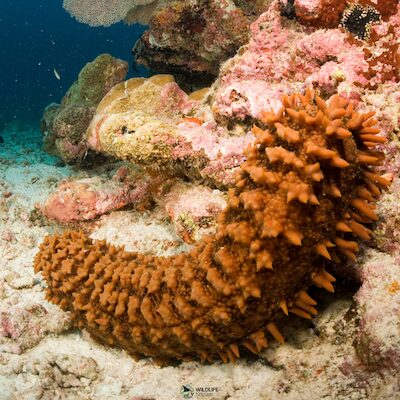 Sea Cucumber on the Bottom of the Ocean