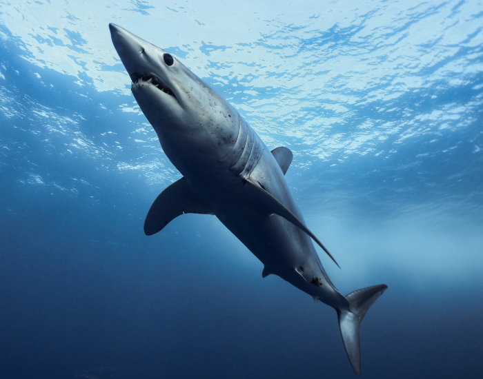 Shortfin Mako swimming