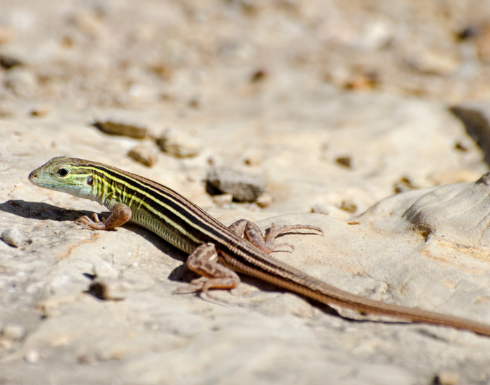 Six-lined-Racerunner-Aspidoscelis-sexlineata.webp Six-lined Racerunner