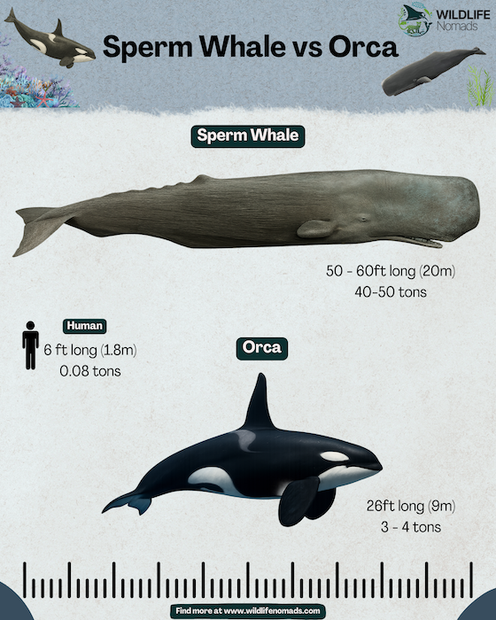 Sperm-whale-vs-orca-infographic.webp sperm whale vs orca comparison infographic