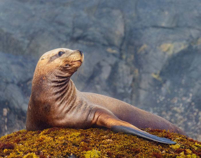 Steller Sea Lion Steller Sea Lion over a rock