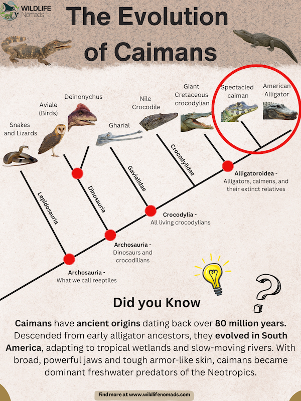 The Evolution  of Caimans  infographic
