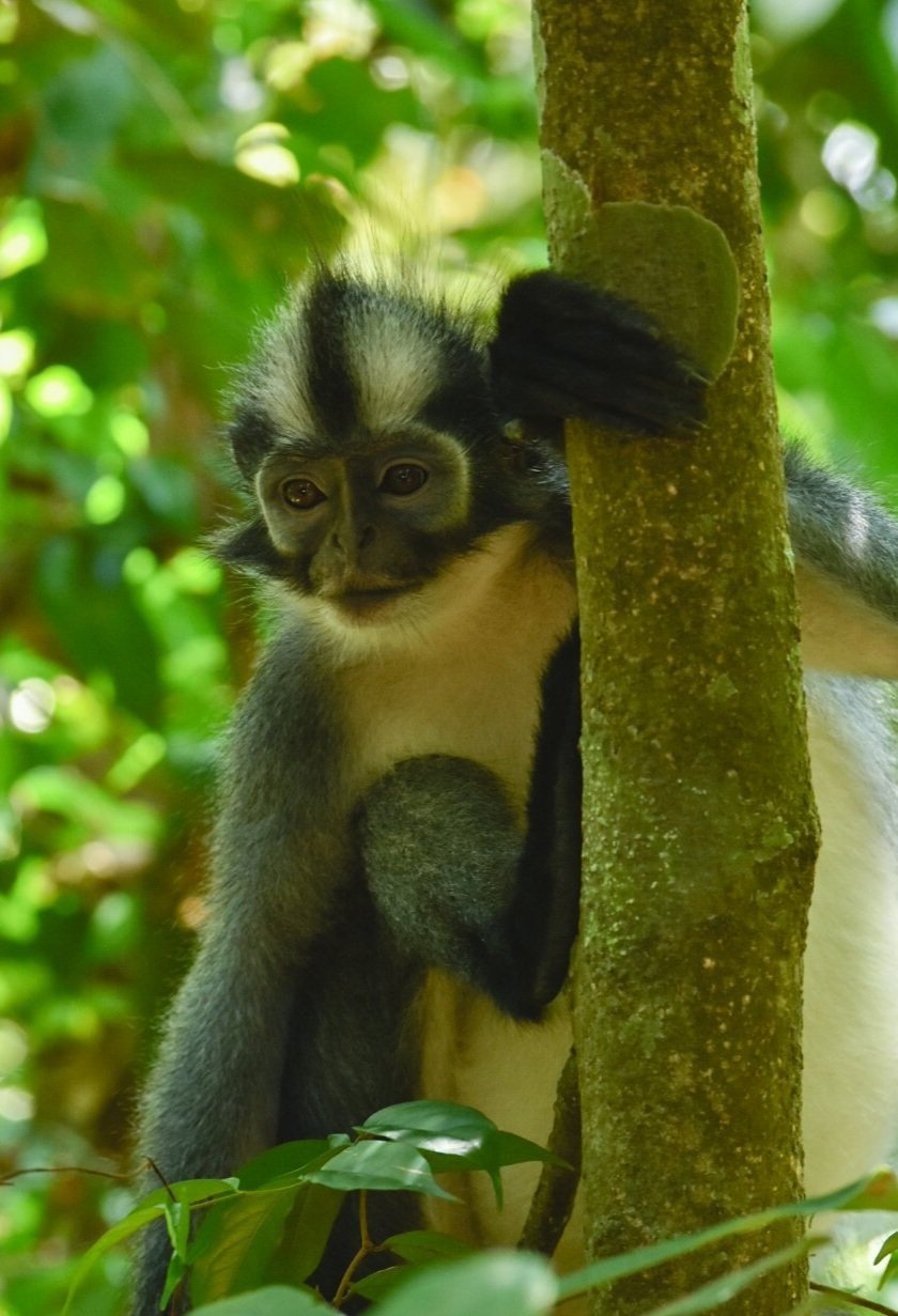 Thomas Langur Monkey in a forest