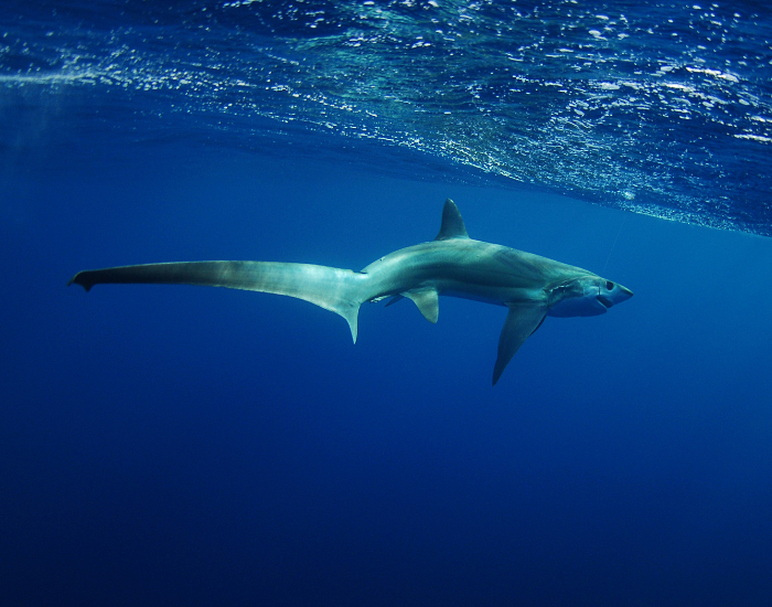 Thresher Shark boat thresher shark swimming near the ocean's surface near a boat