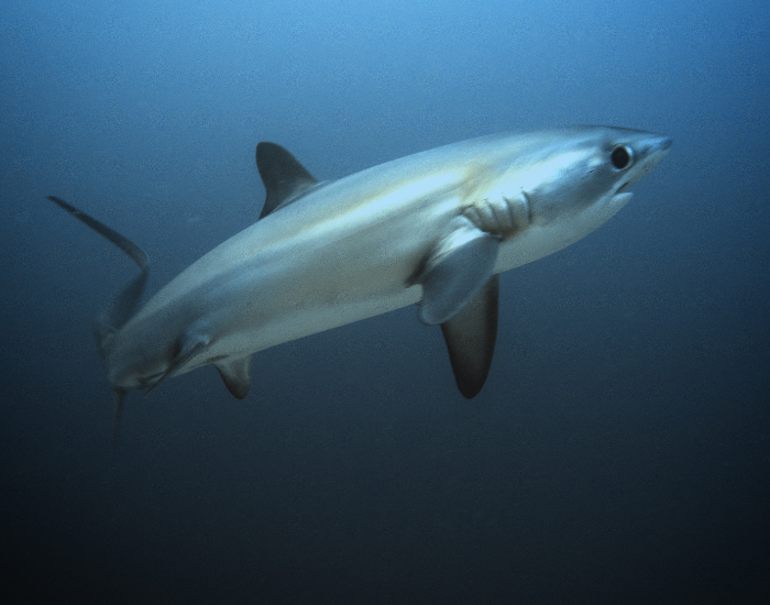 Thresher-Shark-swim.webp Thresher-Shark swimming