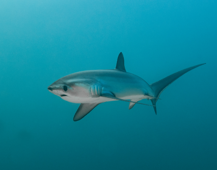 Thresher-Shark- swimming
