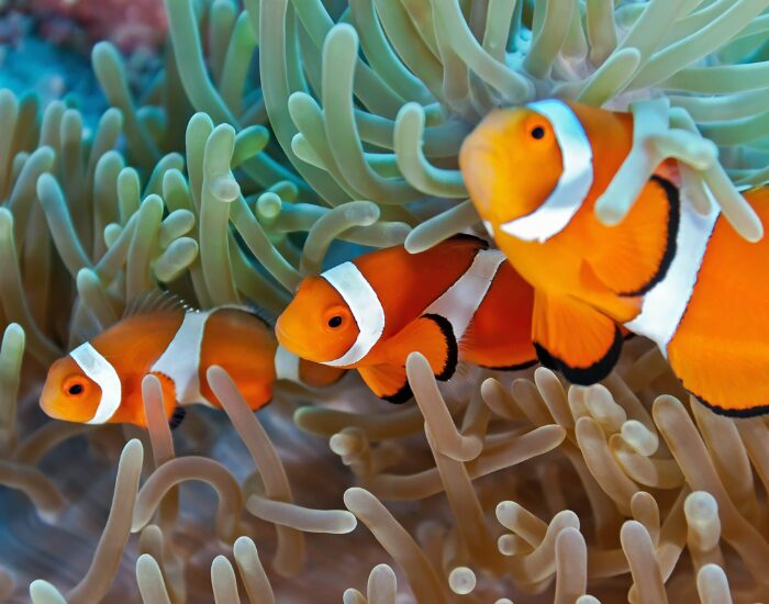 Three clown fish on an anemone