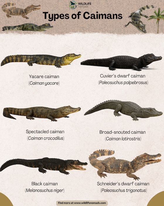 Infographic showing the 6 species of caimans