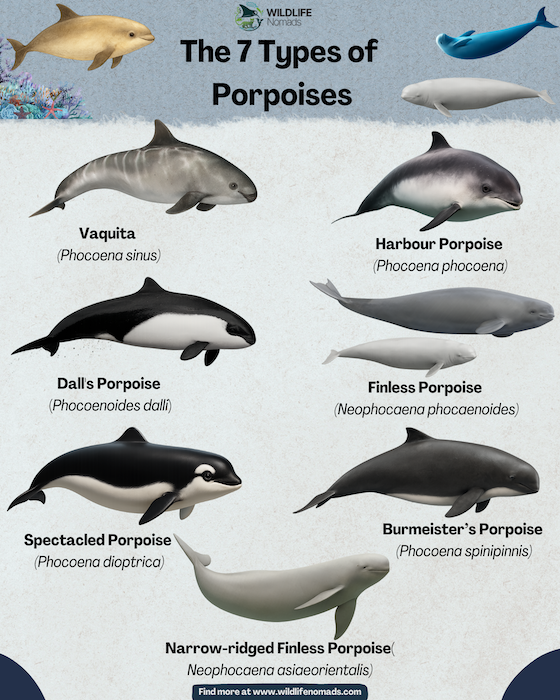 Types-of-Porpoises-infographics.webp Types of porpoise infographic