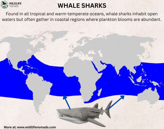 whale shark distribution map