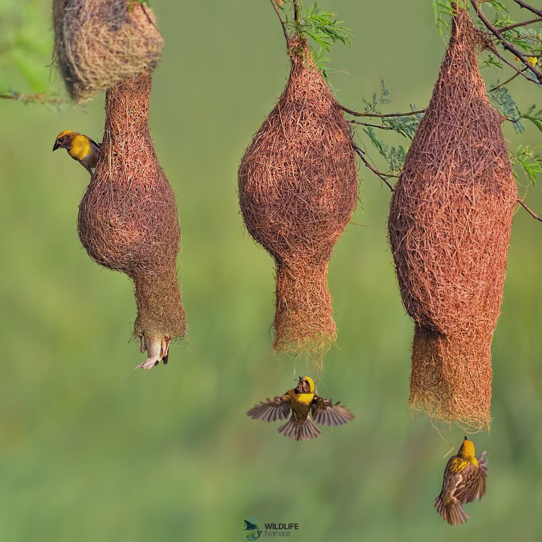   Three weaver bird nests and four Weaver birds flying around