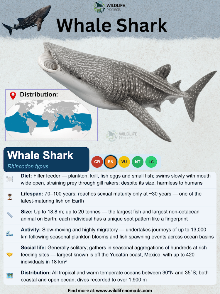 Whale Shark species animal profile by wildlifd nomads