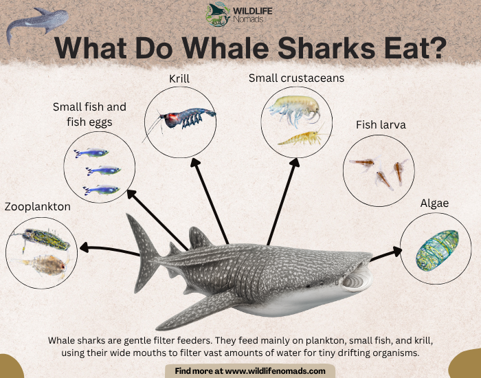 Whale Shark diet  infographic