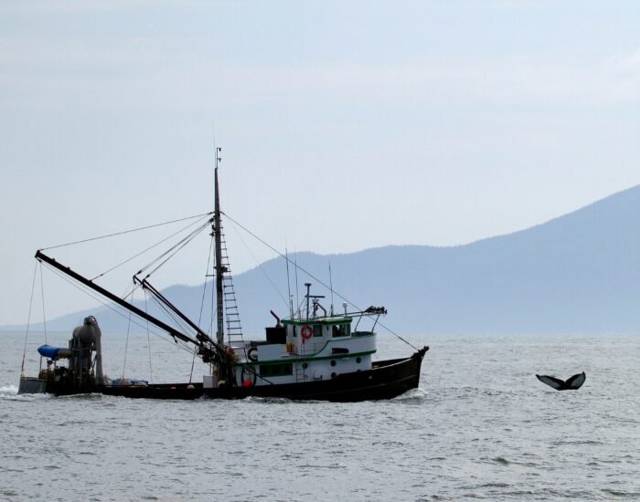 A ship next to a Whale