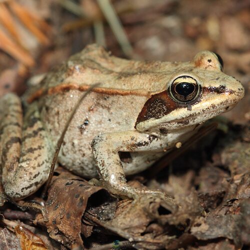 A Wood Frog standing of Wood Debris