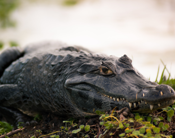 yacare caiman warming up in the sunset light