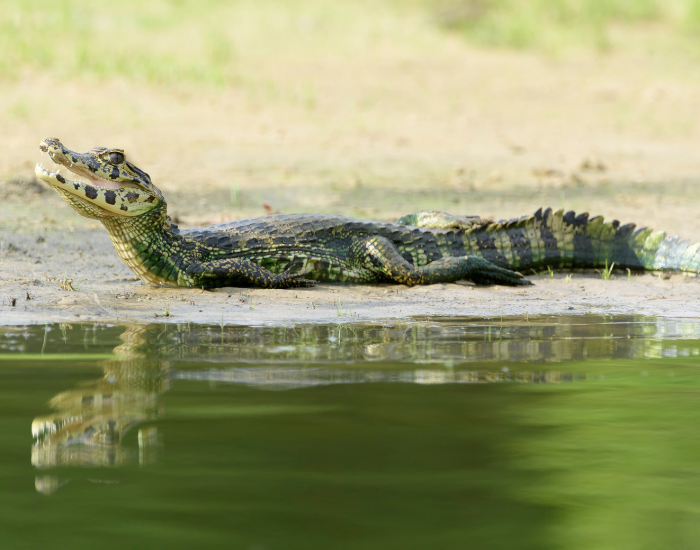 yacare caiman laying next to a river