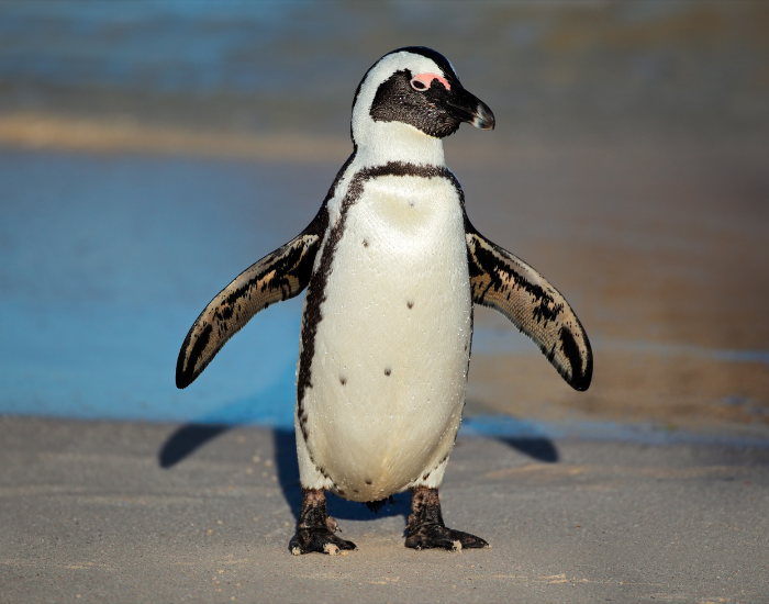 african-penguin.webp african penguin walking