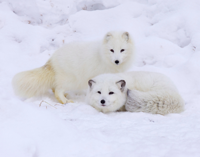 angolan-colobus-1.webp two arctic foxes on snow
