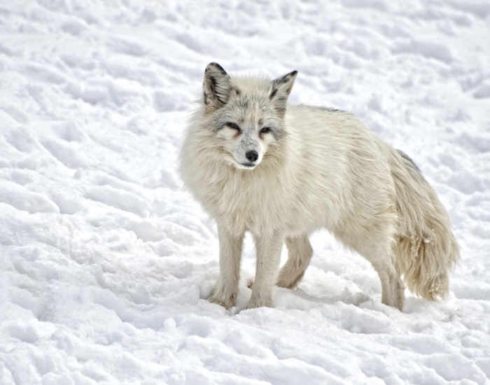 arctic fox with changing fur in winter