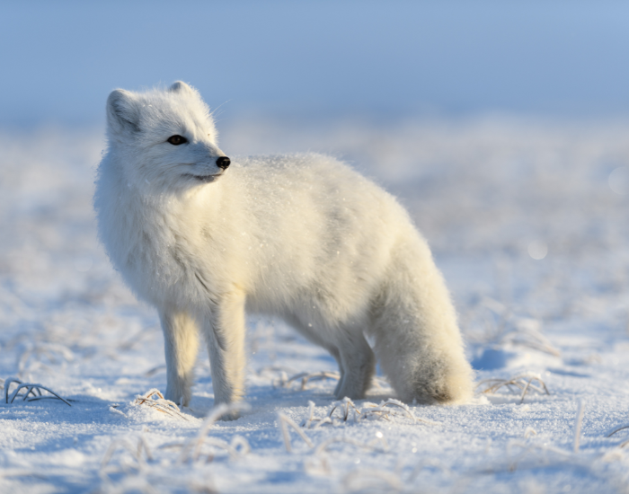 an arctic fox in the wild surrounded by the snow