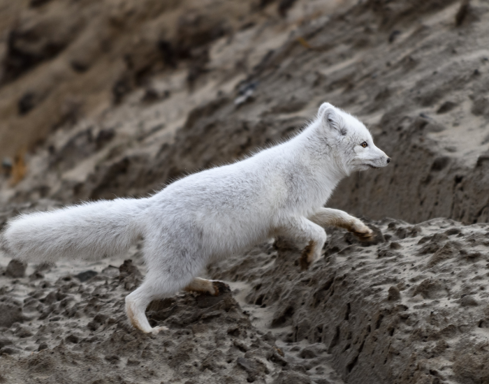 arctic-fox-rtunning.webp Arctic fox running in wild tundra