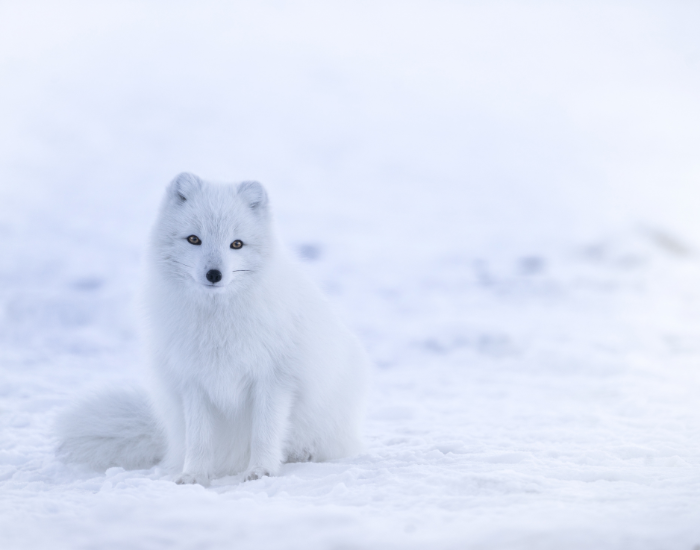 an arctic fox sitting on snow