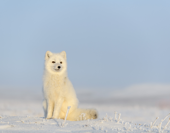 arctic-fox-sitting.webp