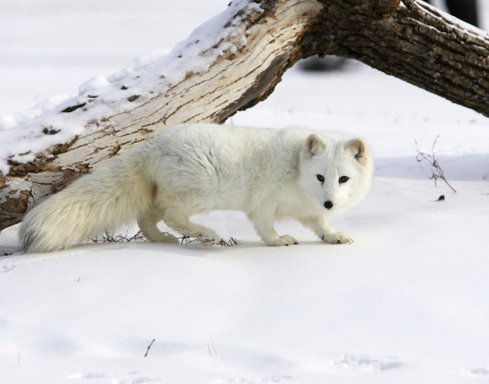 arctic-fox-walking-snow.webp arctic fox walking over snow in winter