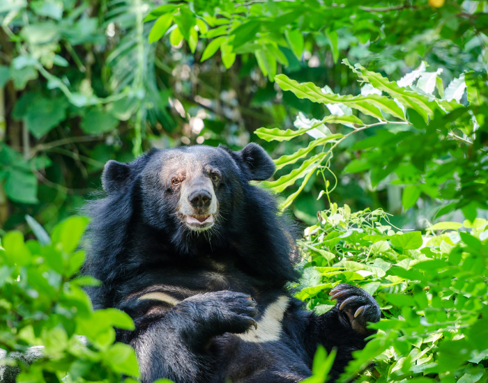asiatic-black-bear.webp an Asiatic Black Bear laying in the jungle natural habitat
