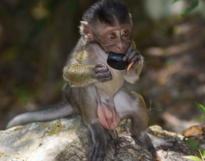 baby-macaque-monkey-with-plastic.webp baby macaque holding a plastic tap