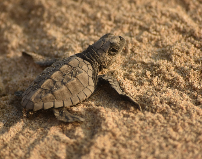 baby sea turtle on the beach on mexico