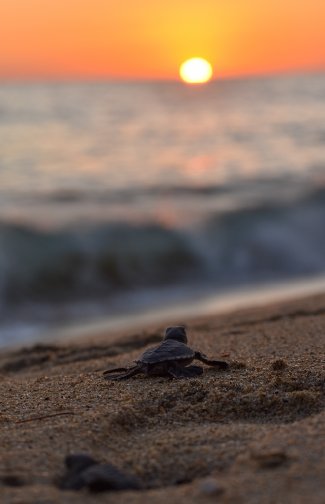 baby-sea-turtle-walking-on-the-beach-toward-the-ocean-with-sunse-background.webp baby sea turtle on the beach