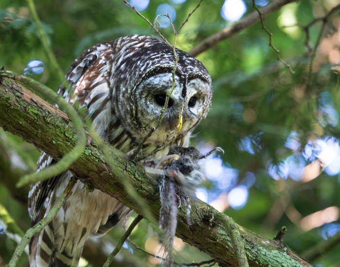 barred owl eating a dead animal on top of a forest