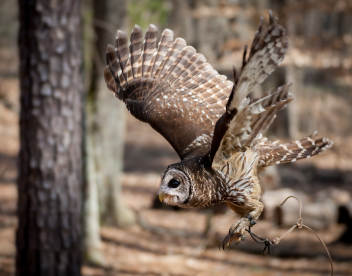 barred owl flying